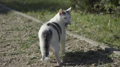 Cat caught a mouse 库存影片 73662475