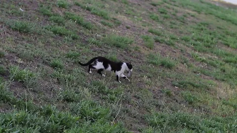 The cat caught the mouse Stock Footage 77075067