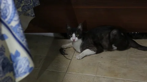 The cat caught the mouse Stock Footage 78226999