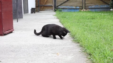 The cat caught the mouse. Stock Footage 158307647