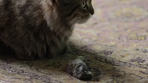 Cat with a caught mouse Stock Footage 258840788