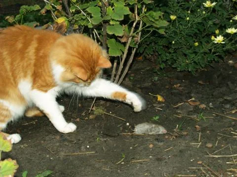 Cat caught a mouse Stock Photos