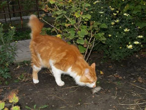 Cat caught a mouse Stock Photos