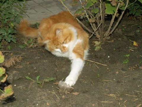 Cat caught a mouse Stock Photos