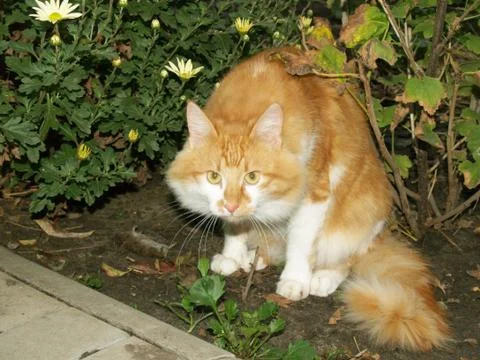 Cat caught a mouse Stock Photos