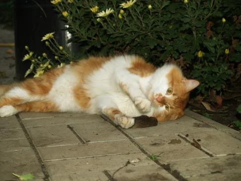 Cat caught a mouse Stock Photos