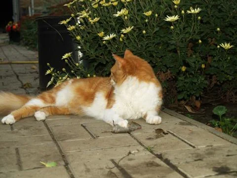 Cat caught a mouse Foto stock