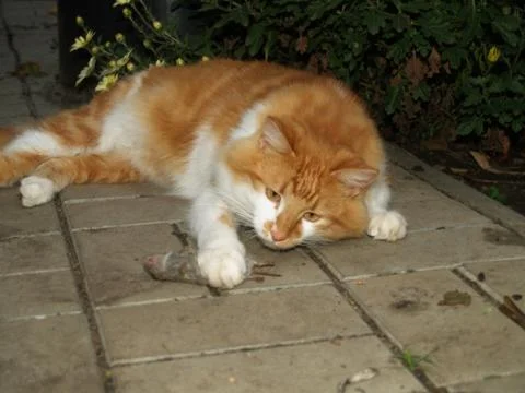 Cat caught a mouse Stock Photos