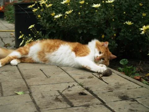 Cat caught a mouse Stock Photos
