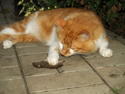 Cat caught a mouse Stock-Fotos