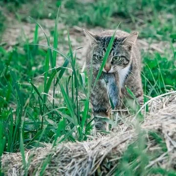 The cat caught a mouse in the yard and carries it in its mouth Stock Photos