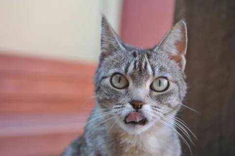 Cat caught out Stock Photos