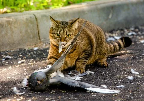 The cat caught the pigeon Fotos Stock