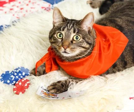 Cat caught playing restricted game at home Stock Photos