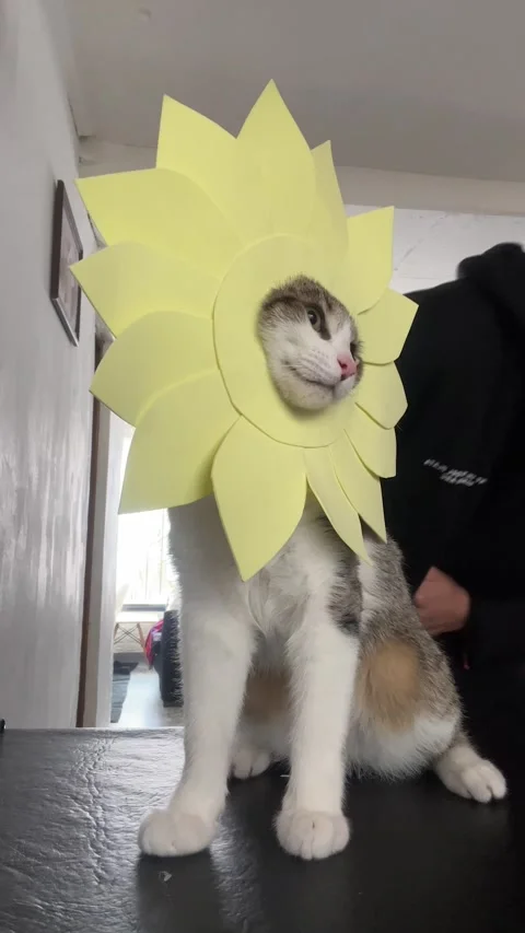 Cat Celebrates Spring Day, Buenos Aires, Argentina - 28 Sep 2025 Stock Footage 317946873