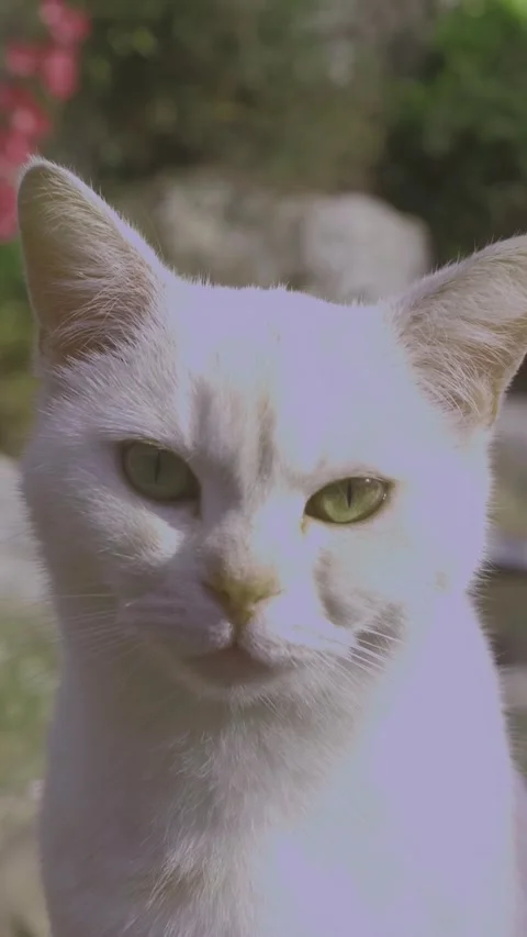 Cat for cellphone 1 Vídeos de archivo 183987844