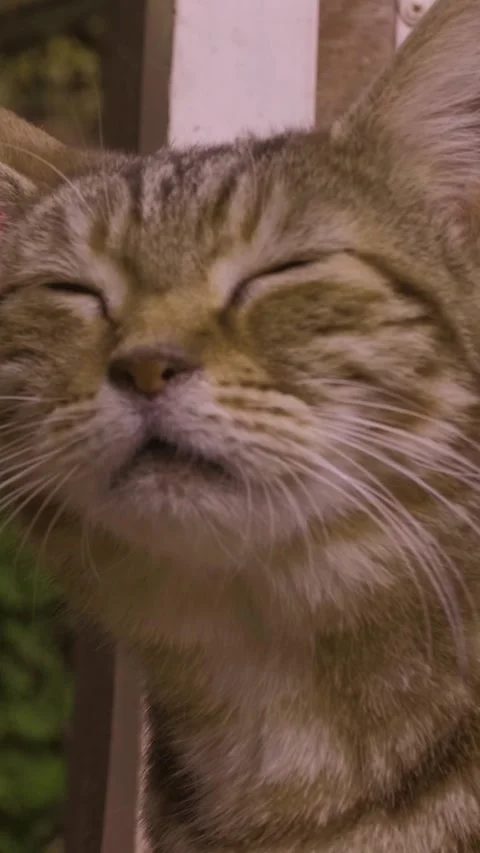 Cat for cellphone 3 Vídeos de archivo 183988163