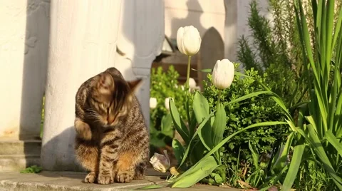 Cat in cemetery Stock Footage 42564331