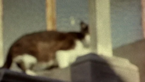 Cat in Cemetery Stock-Footage 86338031