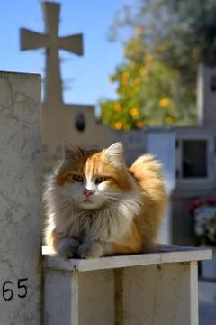 Cat in cemetry or graveyard in Cyprus Stock Photos