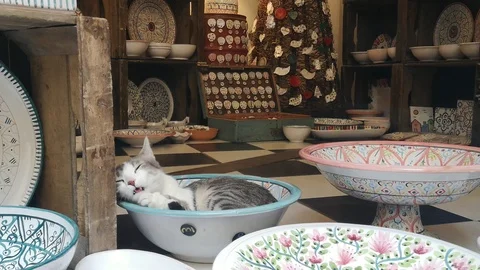 A cat in a ceramic plate displayed in a display case Stock Footage 127299180