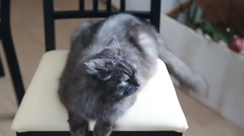 Cat on a chair Stock-Footage 53007211
