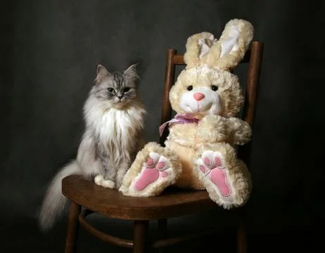 Cat on a chair Stock Photos