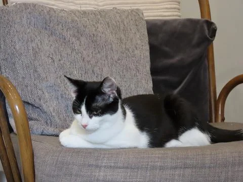 Cat on a chair Stock Photos