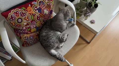 Cat on a chair playing Stock Footage 256635067