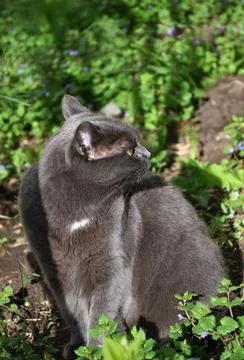 Cat of the Chartreuse breed or a Cartesian cat Stock Photos