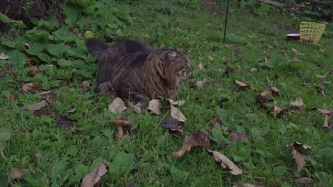 A Cat chases and plays with a Mouse outside in the grass Stock Footage 327174758