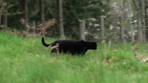 Cat chases a mouse in a garden Stock Footage 238602321