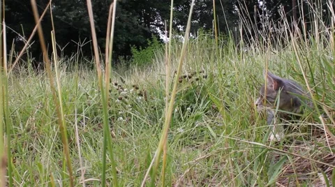 Cat chases own tail through grass Stock Footage 6841689