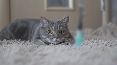 Cat chasing and attack a toy Stock Footage 108720882