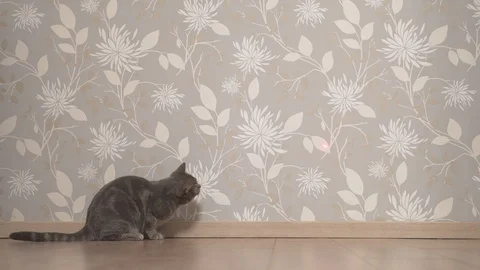Cat chasing and trying to catch laser pointer on the wall Stock Footage