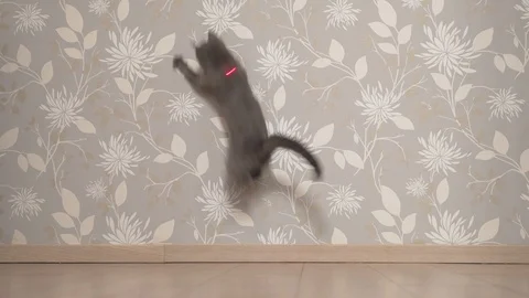 Cat chasing and trying to catch laser pointer on the wall Stock Footage 108729672