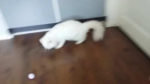 Cat Chasing Ball Stock Footage 98152853