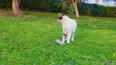 Cat chasing ball Stock Footage 303785495