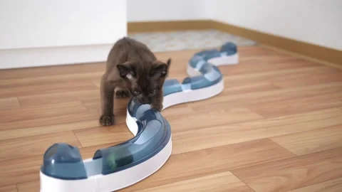 Cat chasing ball at home. funny domestic Burmese kitten is playing indoors. Toys Stock Footage 197117726