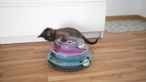 Cat chasing ball at home. funny domestic Burmese kitten is playing indoors. Toys Stock Footage 197117739