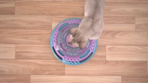 Cat chasing ball at home. funny domestic Burmese kitten is playing indoors. Toys Stock Footage 197118032