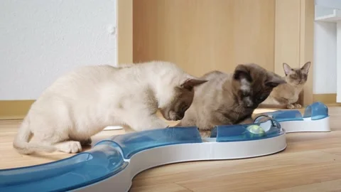Cat chasing ball at home. funny domestic Burmese kitten playing indoors. Toys Stock Footage 197118727