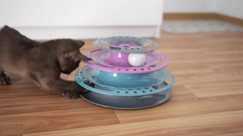 Cat chasing ball at home. funny domestic Burmese kitten is playing indoors. Toys Stock Footage 210241161