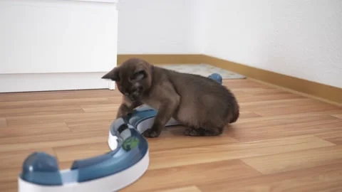 Cat chasing ball at home. funny domestic Burmese kitten is playing indoors. Toys Stock Footage 210241737