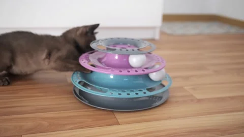 Cat chasing ball at home. funny domestic Burmese kitten is playing indoors. Toys Stock Footage 219016927
