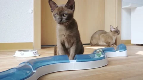 Cat chasing ball at home. funny domestic Burmese kitten is playing indoors. Toys Stock Footage 219335886