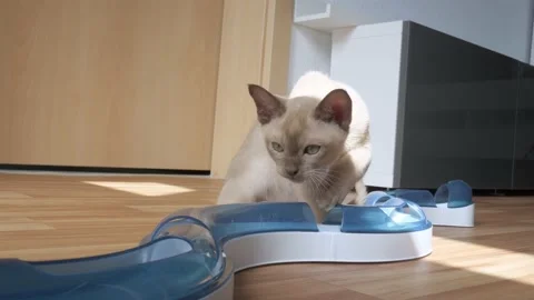 Cat chasing ball at home. funny domestic Burmese kitten is playing indoors. Toys Stock Footage 219335904