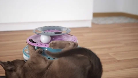 Cat chasing ball at home. funny domestic Burmese kitten is playing indoors. Toys 스톡 동영상 226997542