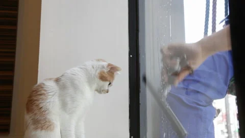 The Cat Chasing the Cleaning Wiper Stock Footage 332454740