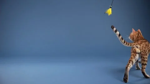 Cat chasing dangling yellow toy on string Stock Footage 337930018
